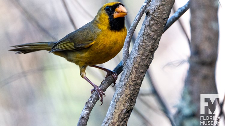 Extraordinary yellow cardinal spotted in Florida