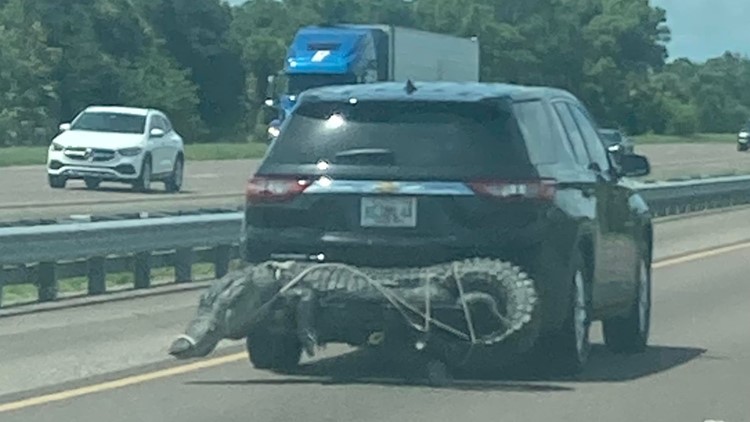 Alligator spotted on the back of a car in Florida over the weekend