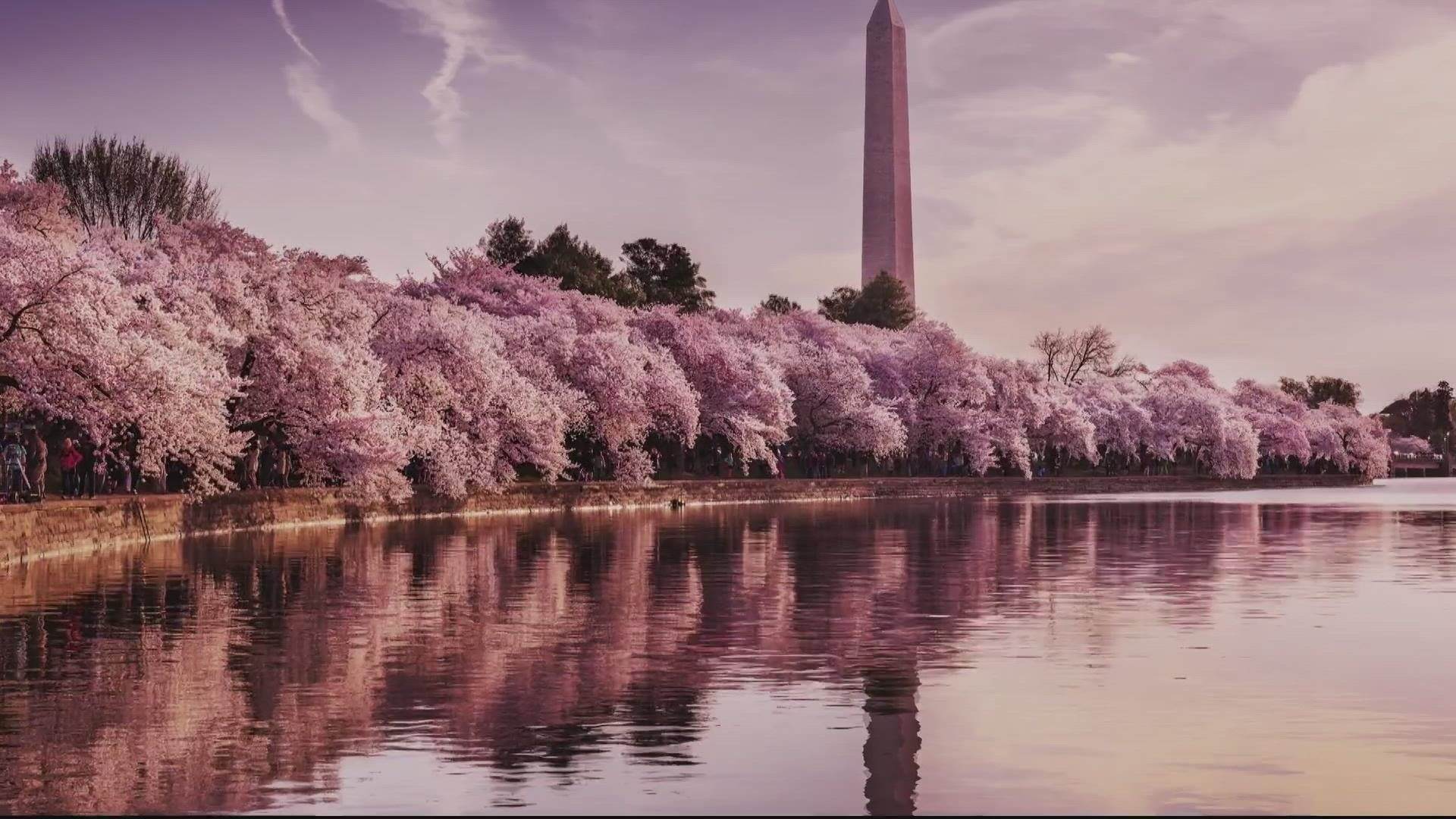 But before you snap that selfie, how can you tell the difference between a cherry blossom and the equally beautiful, but often lesser beloved, plum blossom?