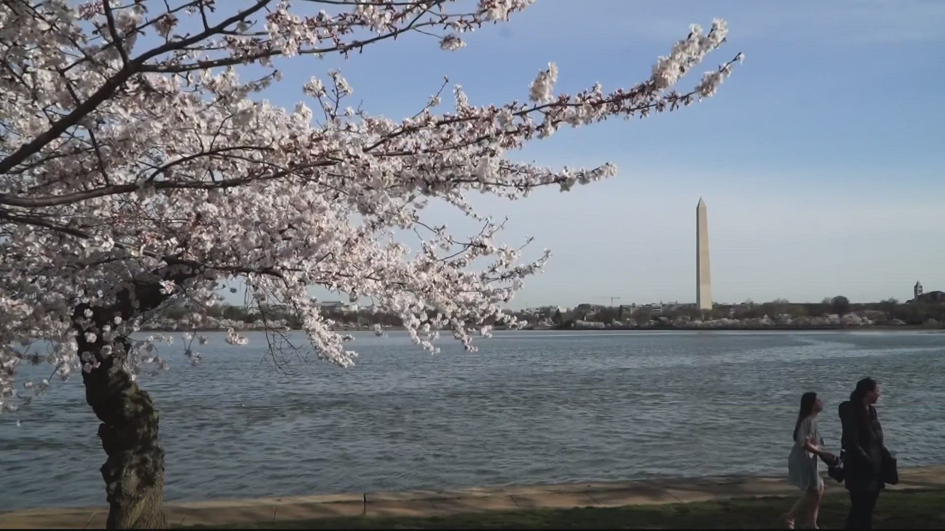 The D.C. cherry blossoms are almost at peak bloom, hitting stage 5 on Saturday, March 18.