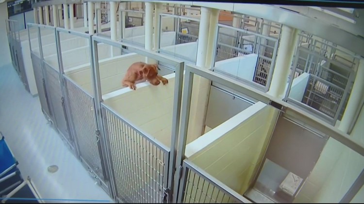 Minneapolis dog jumped a kennel wall to join pal - the viral video got them adopted together