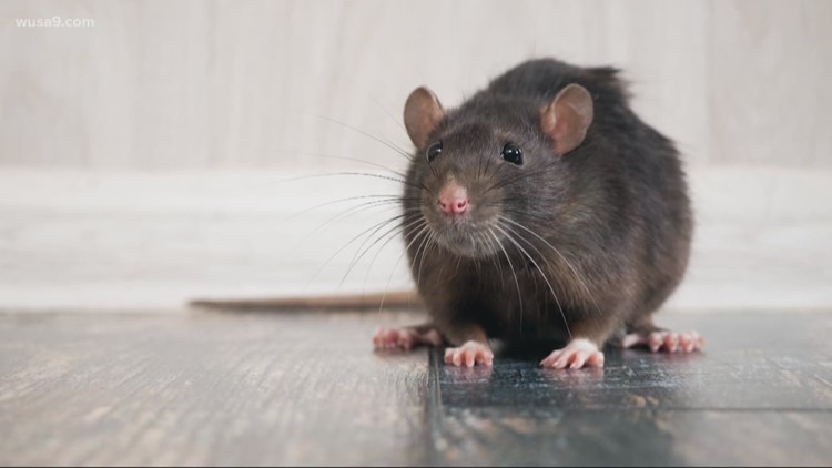 Oh Rats! | Rodent caused power outage for thousands of people in Virginia