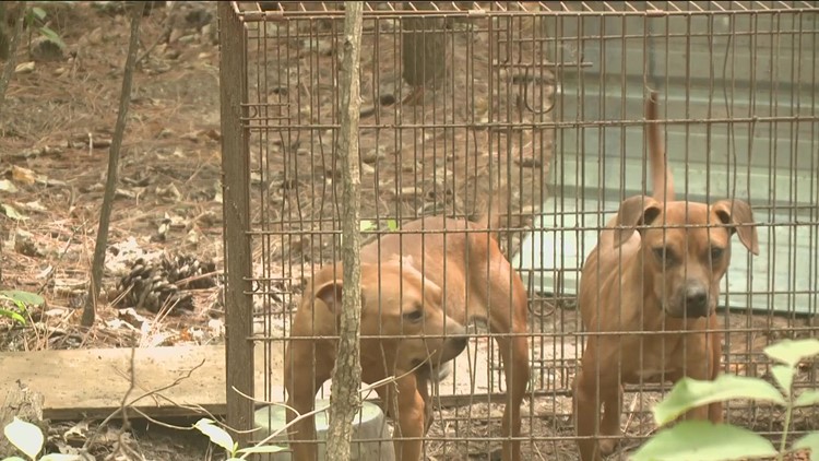 New FBI study ranks Georgia 7th in the country for animal abuse cases