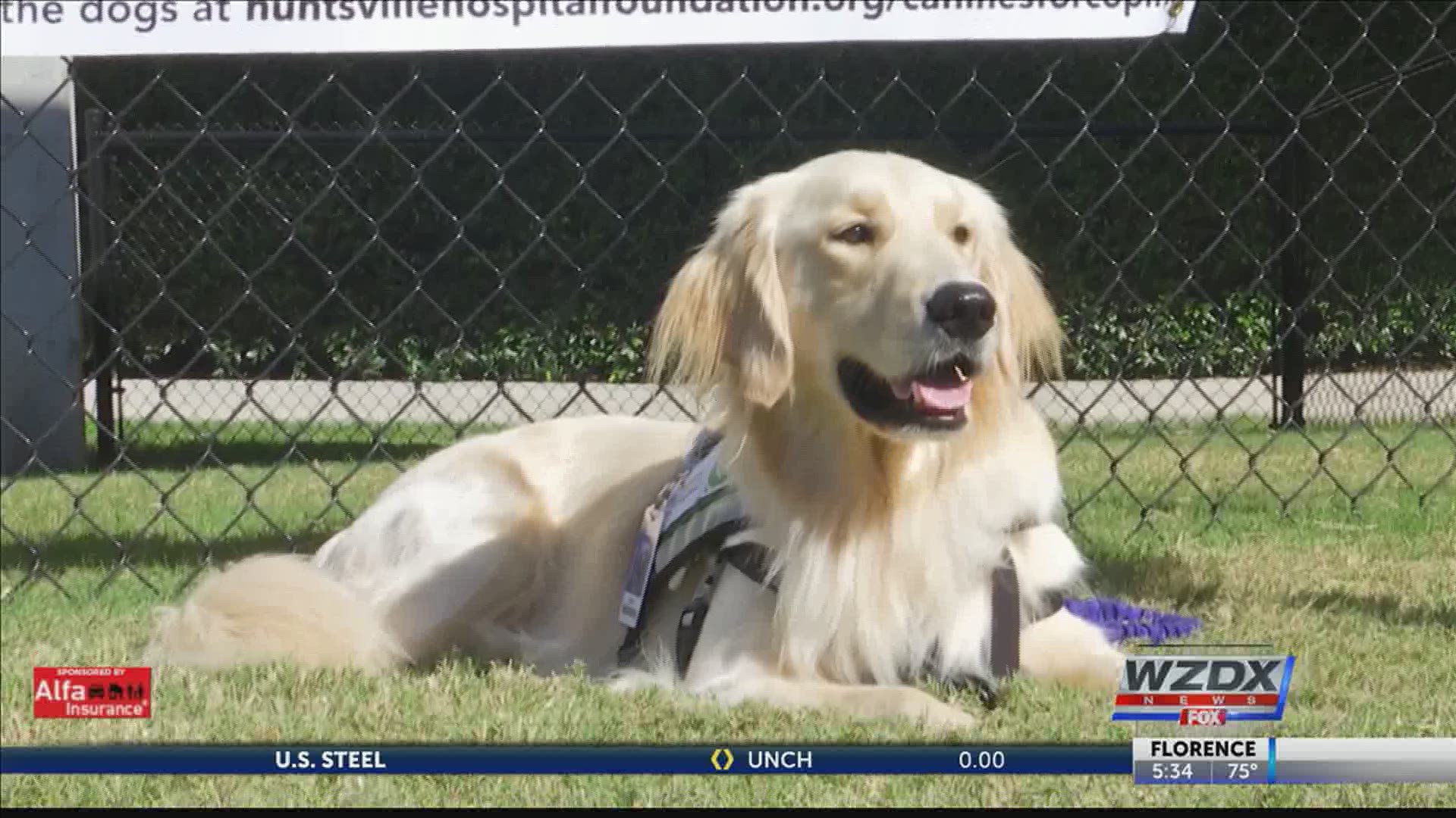 Orbit is a Golden Retriever and is the hospital's second facility dog. He started working at the hospital in September.