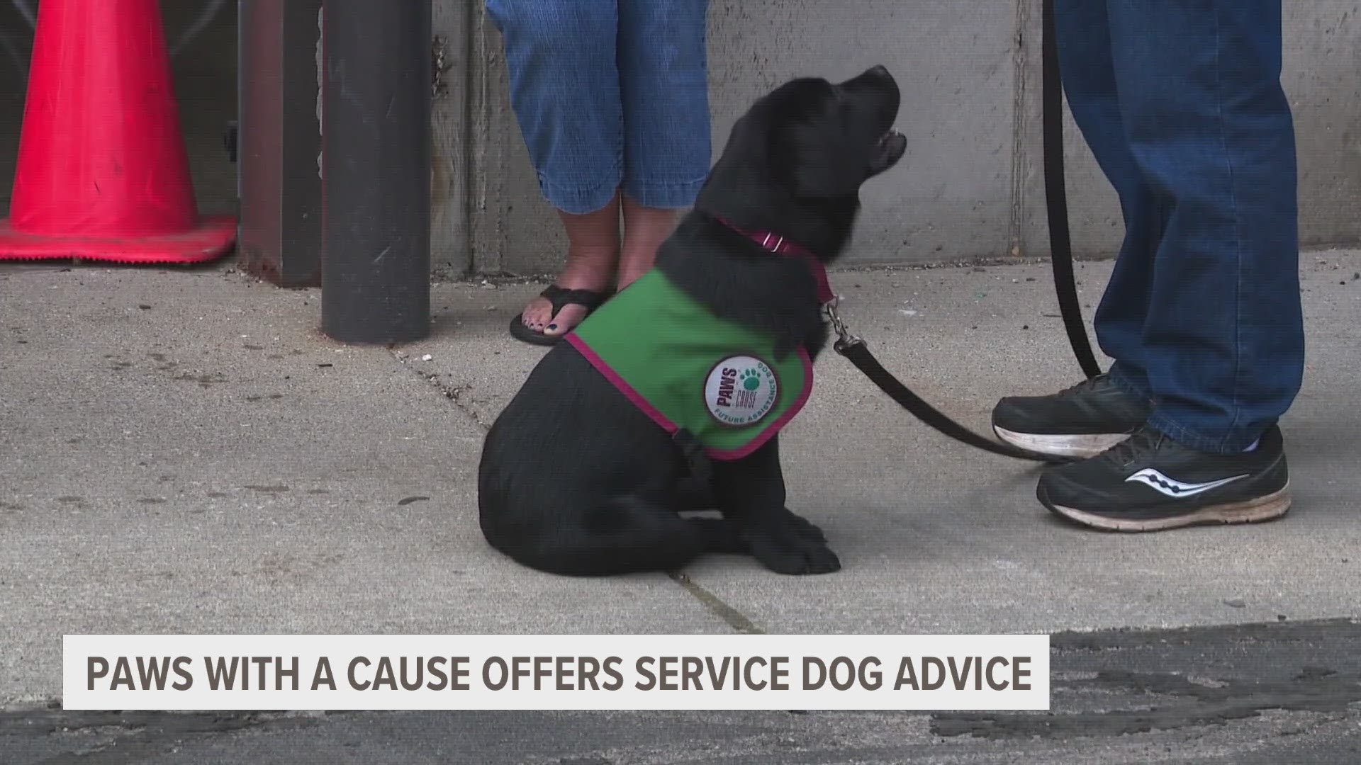 An update to the Air Carrier Access Act allowed airlines to no longer consider emotional support animals as service dogs.
