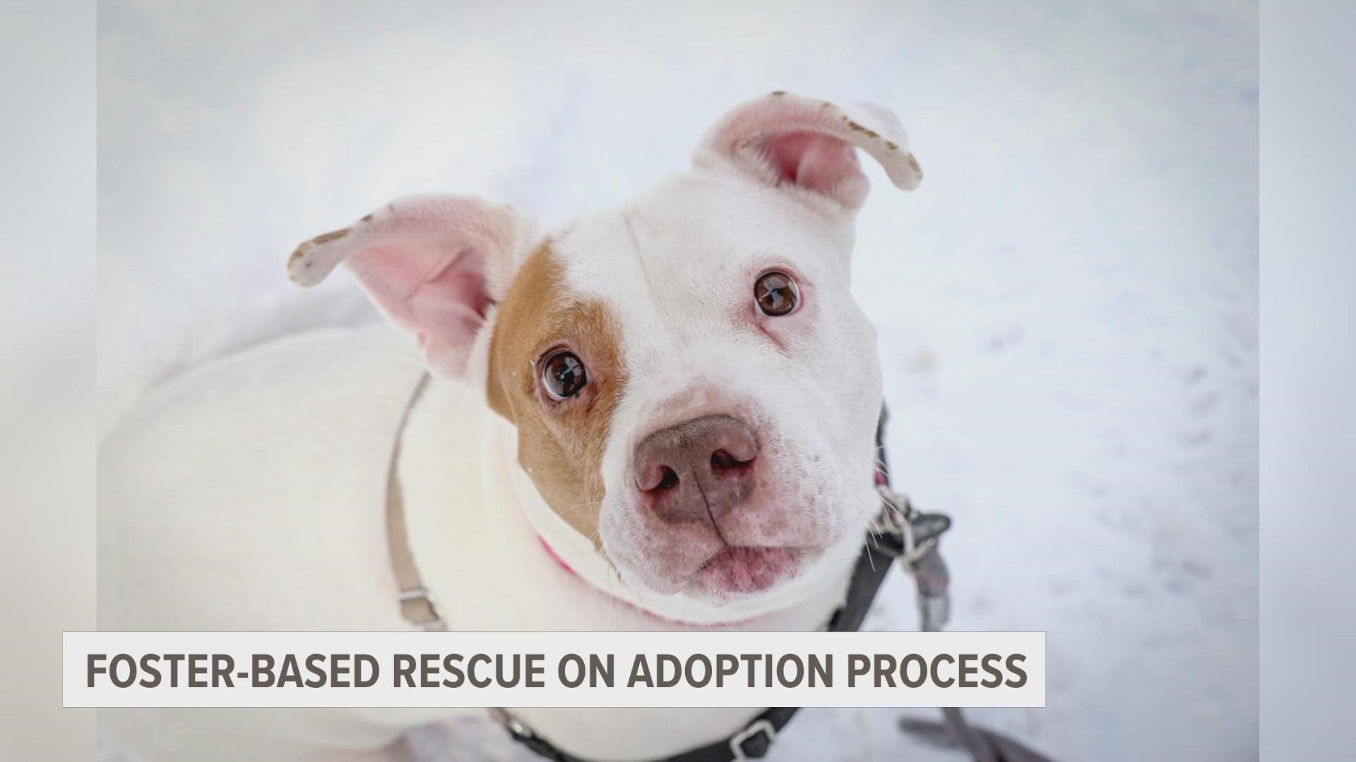 Since 2011, Hearts of Hope Dog Rescue has helped 2,900 animals find their forever homes.